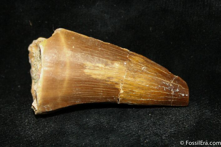 Inch Mosasaurus Tooth #980